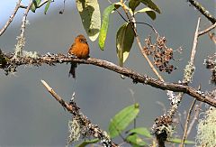 Cinnamon Flycatcher